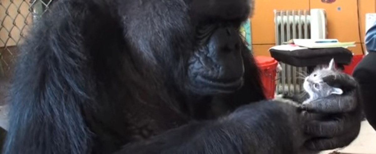 [VIDÉO] Koko le gorille ne peut pas avoir de bébés, alors elle adopte deux chatons